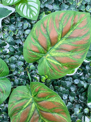 Gard Paravan cu Frunze artificiale, verde decor sau mascare, 40x60cm