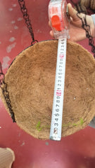Ghiveci de flori cu lant suspedant din fibra de cocos 25cm