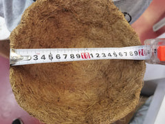Ghiveci de flori cu lant suspedant din fibra de cocos 20cm