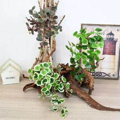 Planta Artificiala Cazatoare cu Frunze Decorative Rotunde, 56x30cm