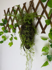Decor Suspendat Tip Kokedama cu Ferigă și Plante Căzătoare 120 cm