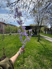 Floare Artificială Decorativă Tip Ramură cu Flori Stelate, Diverse Culori, 1 buc