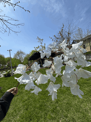 Ramură Florală Artificială cu Flori  80 cm, Diverse Culori, 1 buc