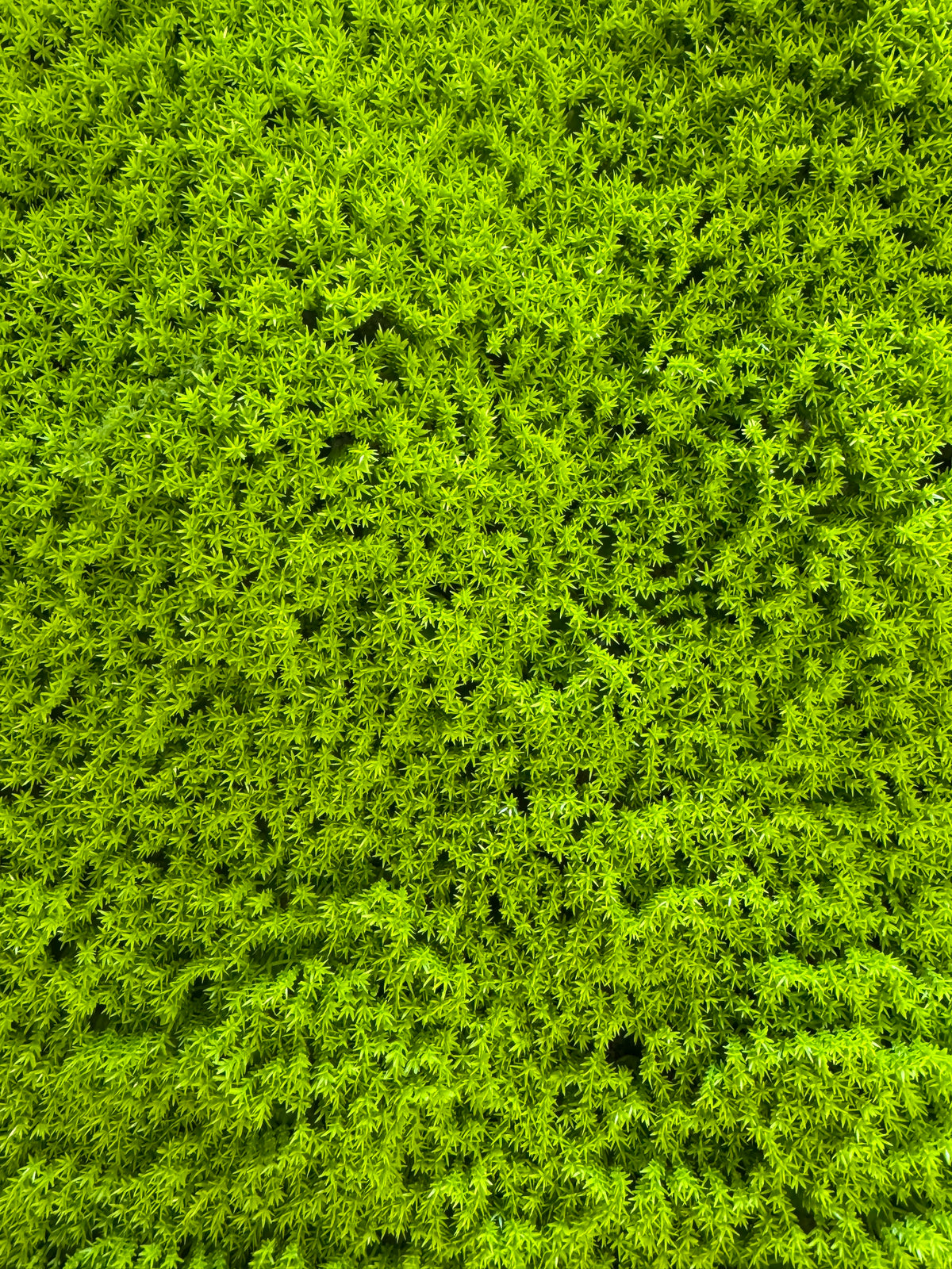 Panou Decorativ Artificial Tip Mușchi Verde Intens, 50 x 50 cm, Aspect Natural