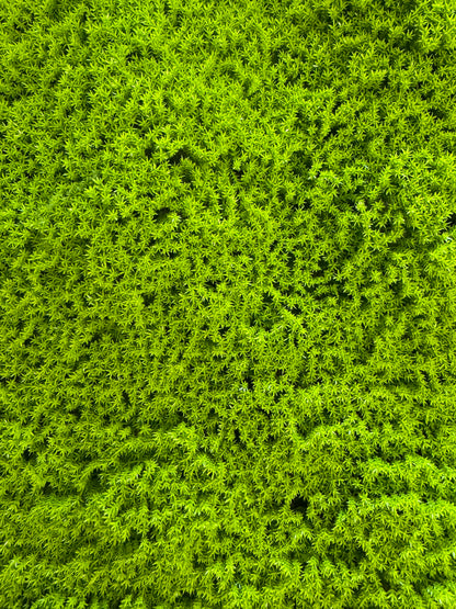 Panou Decorativ Artificial Tip Mușchi Verde Intens, 50 x 50 cm, Aspect Natural