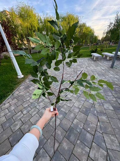 Crenguta artificiala decorativa cu frunze tip artar, 85 cm, 3 culori, Ruyidecor