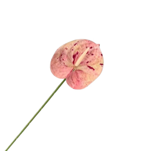 Floare anthurium artificiala cu tija, 59 cm, 13 modele, Ruyidecor
