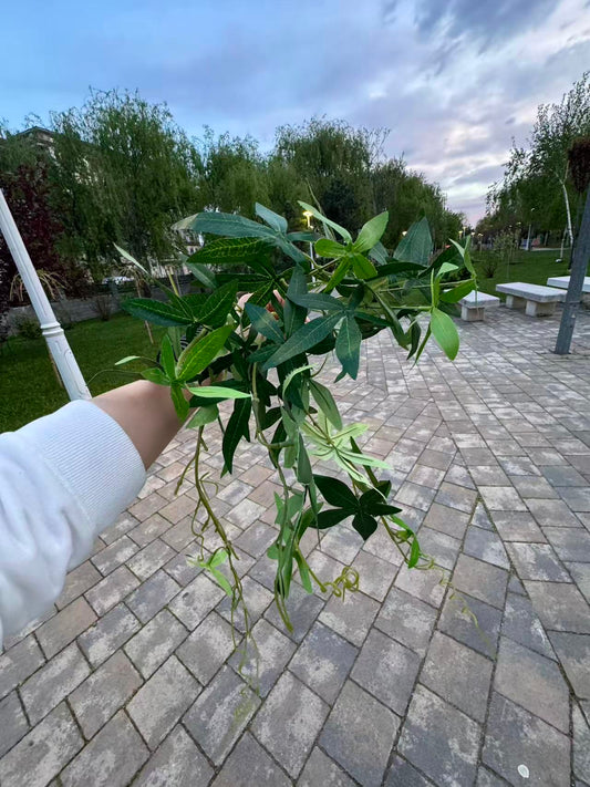 Ghirlanda artificiala curgatoare cu frunze lanceolate, 45 cm, verde sau bordo, Ruyidecor