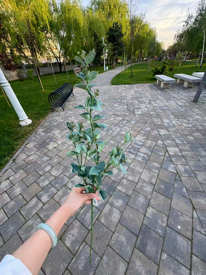 Ramura eucalipt artificiala verde-albastrui, 85 cm, Ruyidecor