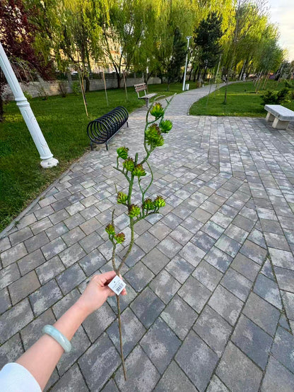 Tija artificiala decorativa cu suculente, 80 cm, 3 culori, Ruyidecor